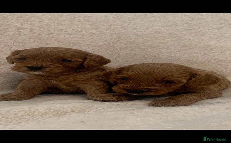 Cavapoo dogs - Advert 2