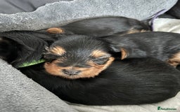 Yorkshire Terrier dogs for sale: Pedigree Healthy toy Yorkshire Terrier pups  - Image 13