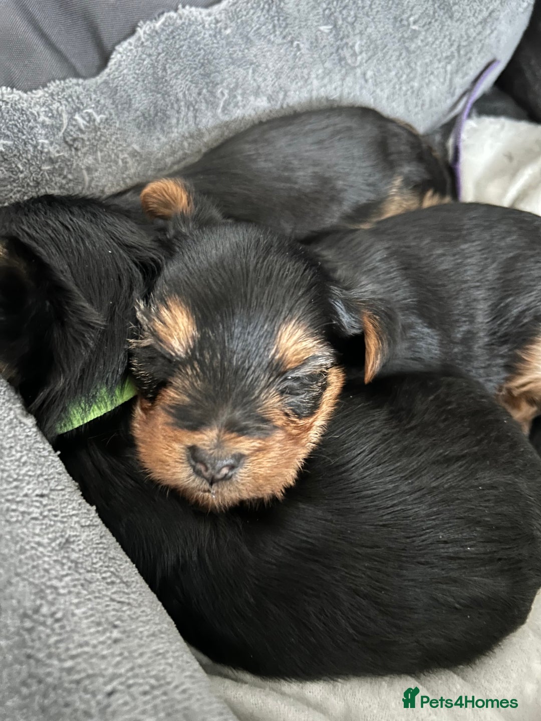 Yorkshire Terrier dogs for sale: Pedigree Healthy toy Yorkshire Terrier pups  - Image 13