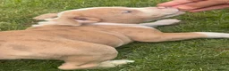 American Bully dogs for sale: American Bully Pocket Female – My First Pick 🐾 - Advert 14