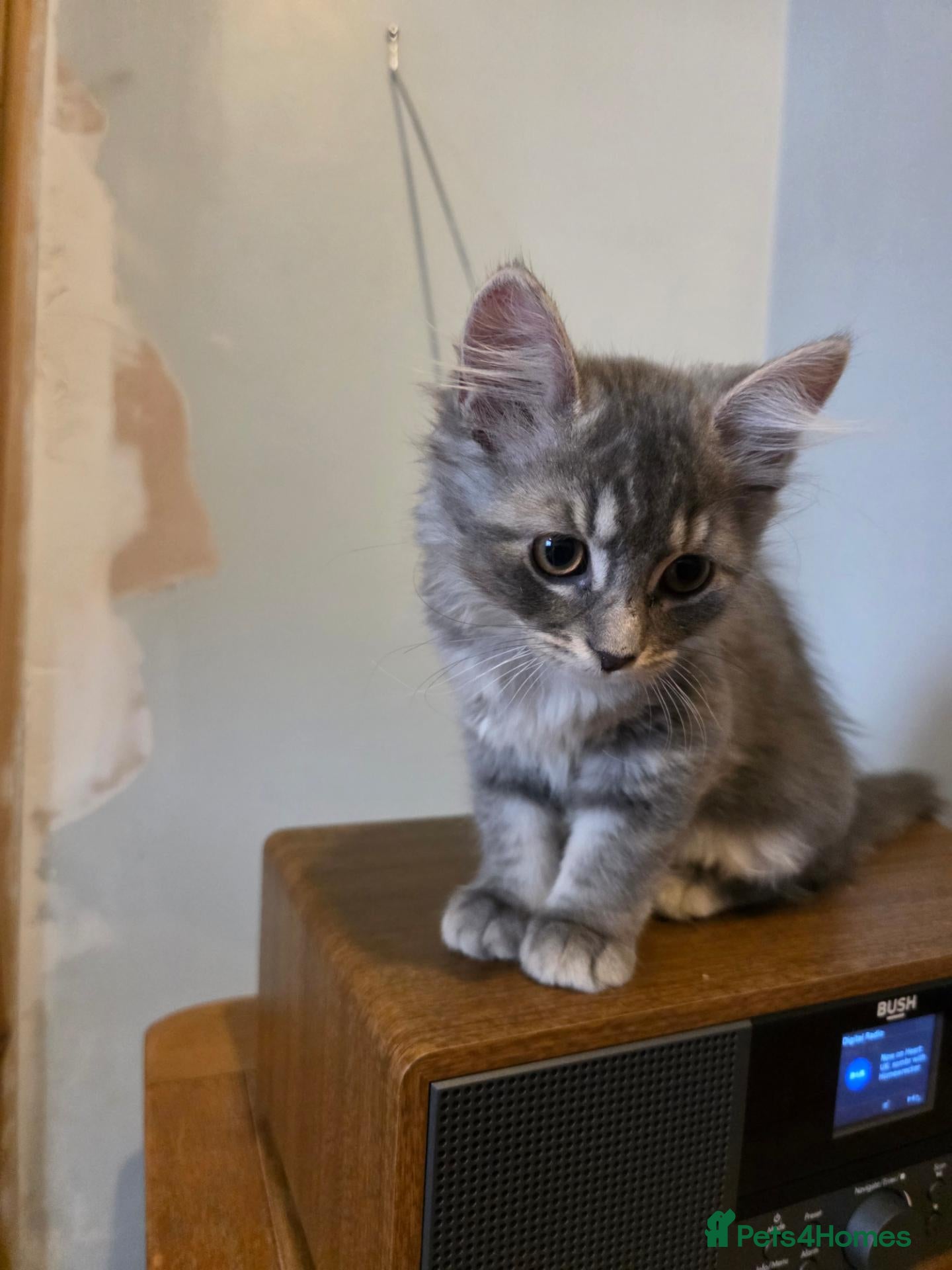 Mixed Breed cats 3 Norwegian Forrest x Persian Chinchilla kittens - Advert 1