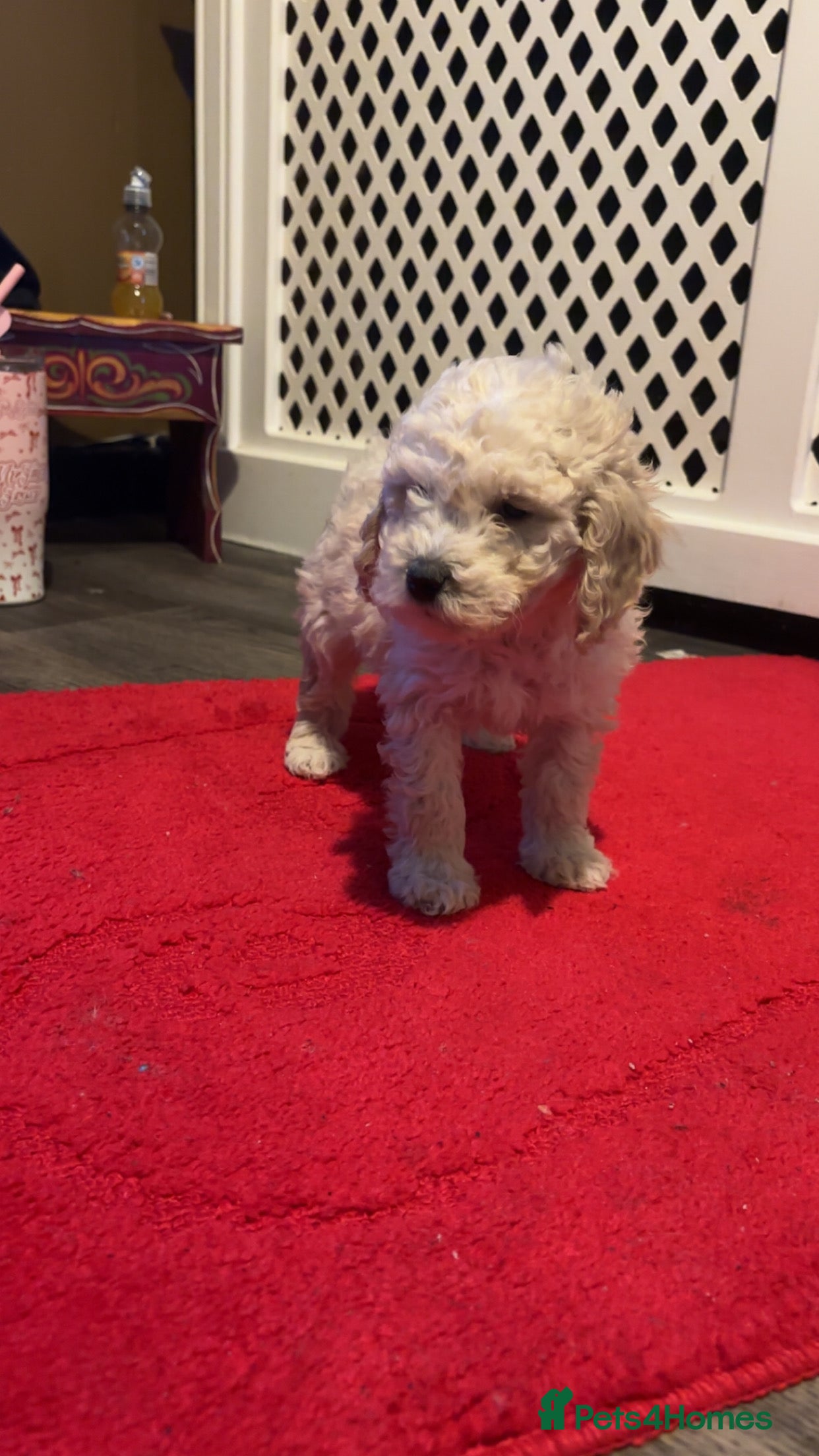 Miniature Poodle dogs Poodle puppies - Advert 4