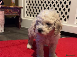 Miniature Poodle dogs Poodle puppies - Advert 7