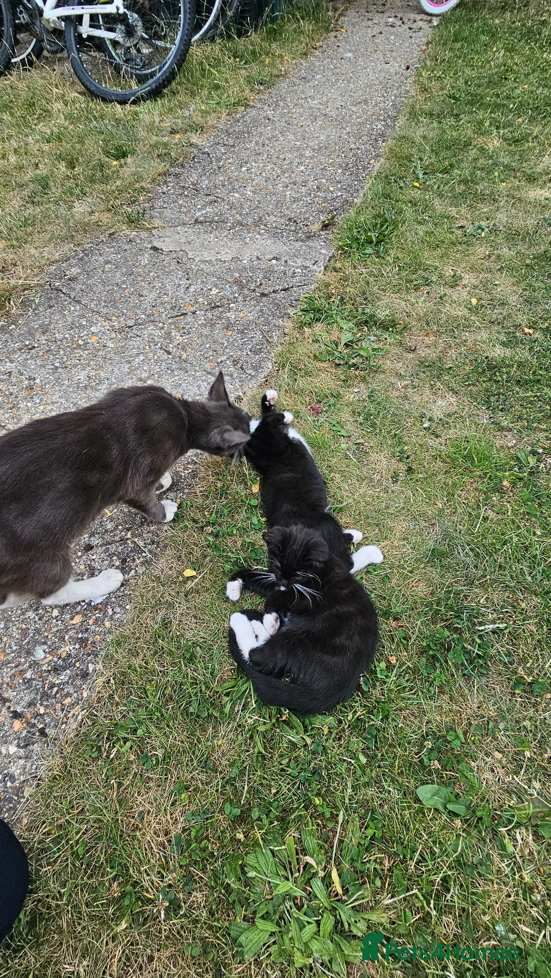 Mixed Breed cats for sale: Black and white kittens pair available  - Advert 7