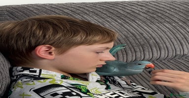 Ringnecks birds - Advert 1
