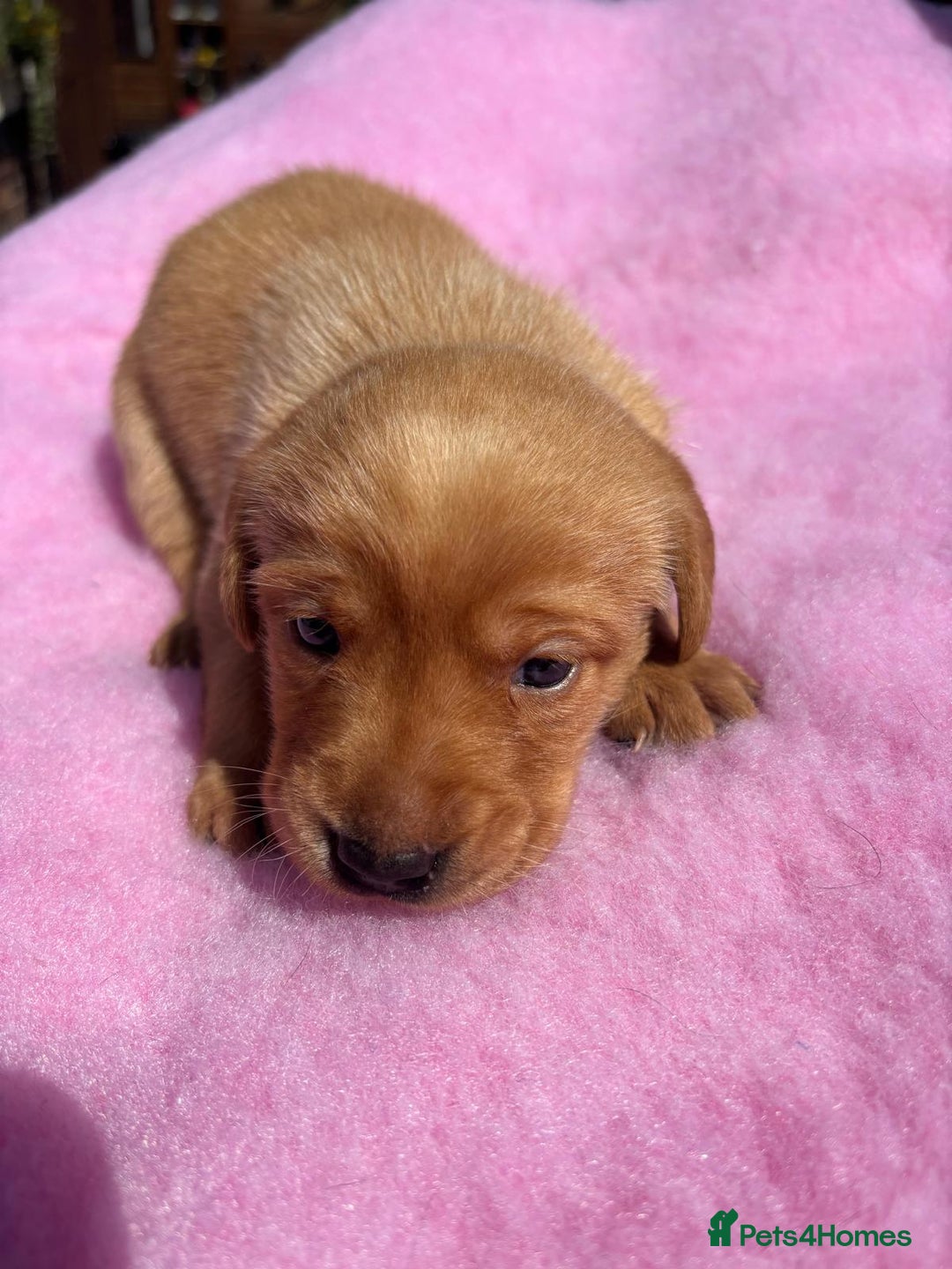 Labrador Retriever dogs for sale: KC reg DNA tested Labrador puppies. - Image 6