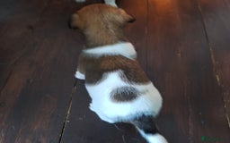 Jack Russell dogs for sale: Jack Russell Puppies - Image 6