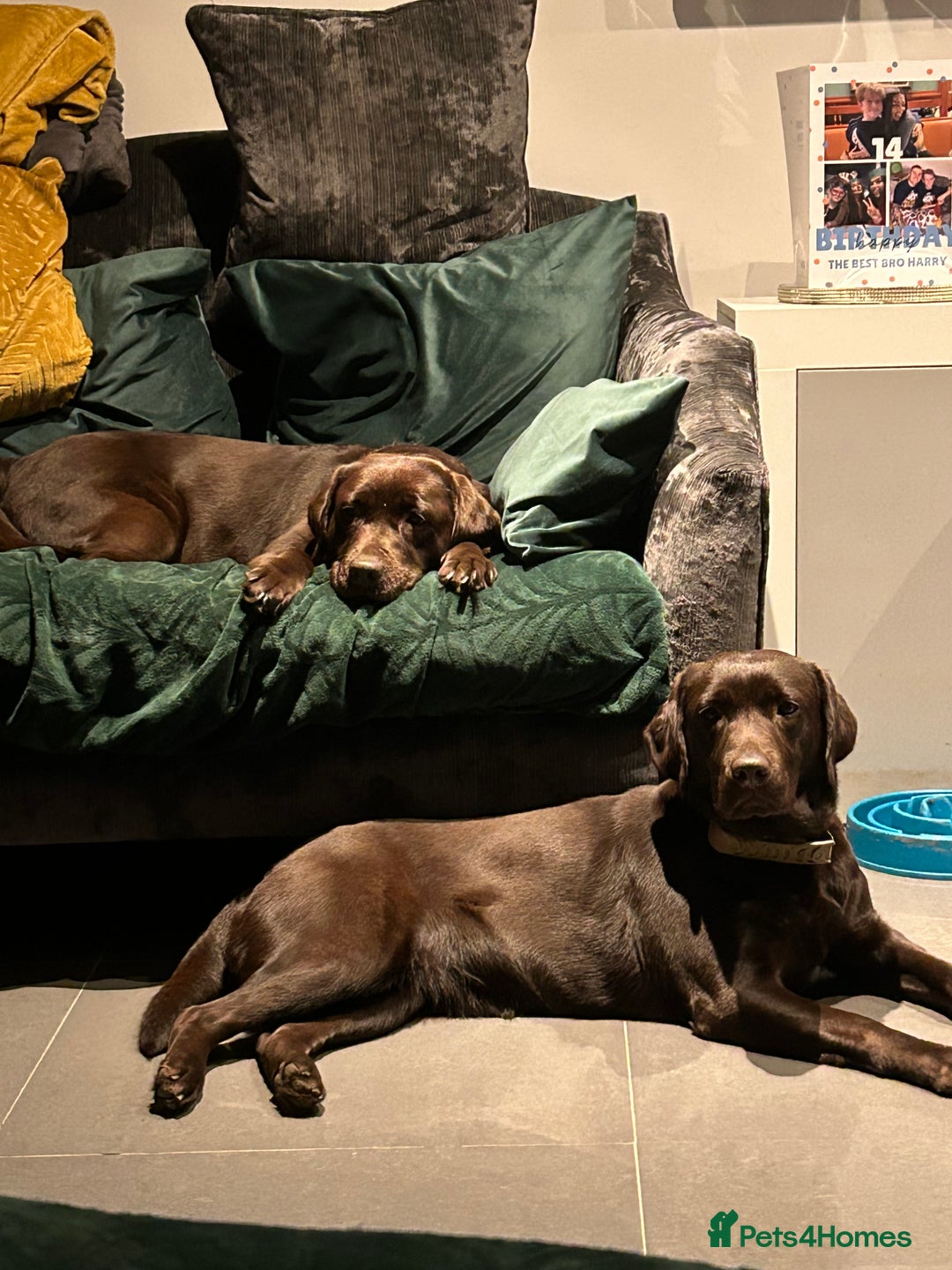 Labrador Retriever dogs for sale: Gorgeous calm loving girl  - Advert 2