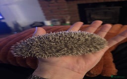 Pygmy Hedgehog rodents for sale: African Pygmy Hedgehogs  - Advert 3