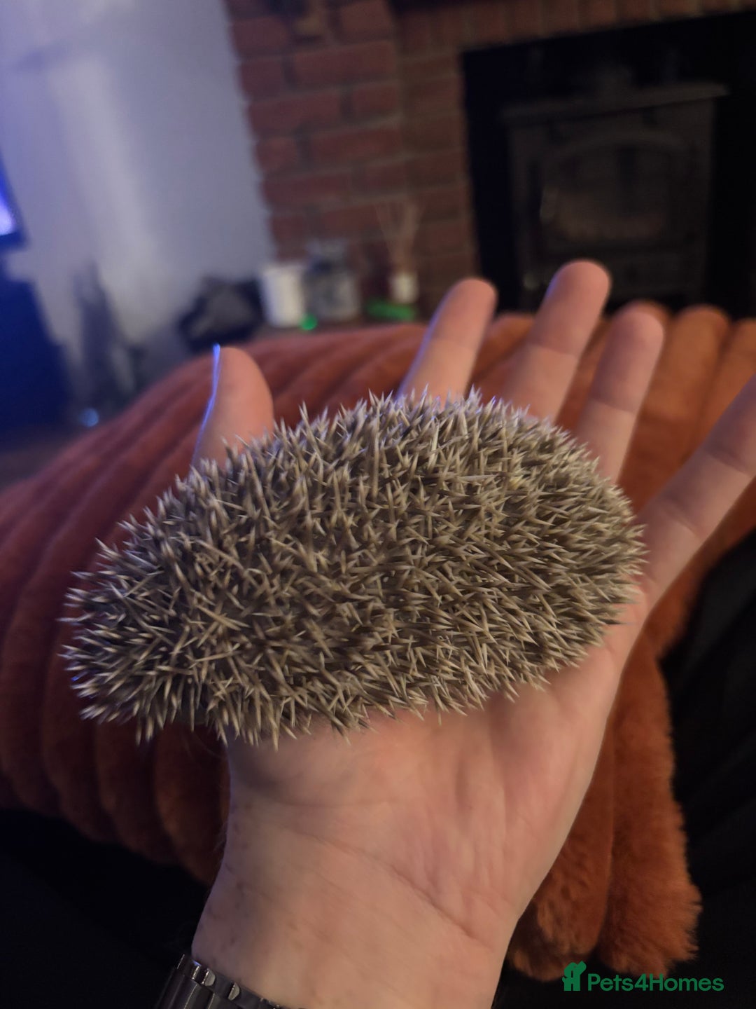Pygmy Hedgehog rodents for sale: African Pygmy Hedgehogs  - Advert 3