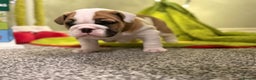 English Bulldog dogs for sale: Exceptional Show-Quality KC English Bulldog Boy - Advert 25