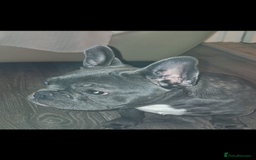 French Bulldog dogs for sale: 5 month old blue&tan brindle female frenchie - Advert 6