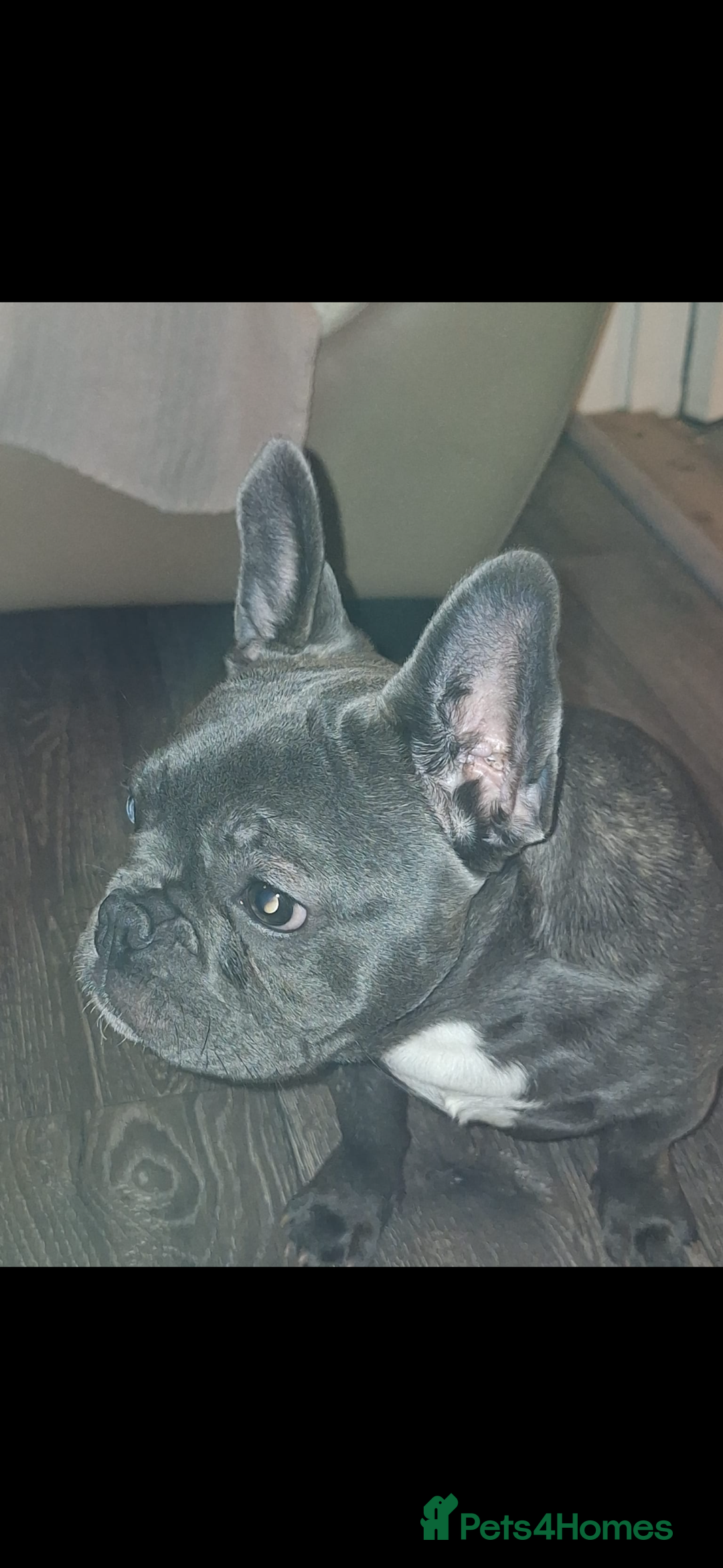 French Bulldog dogs for sale: 5 month old blue&tan brindle female frenchie - Advert 6