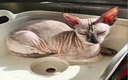 Siamese cats for sale: Beautiful Siamese x sphynx x kittens in Salisbury - Image 36