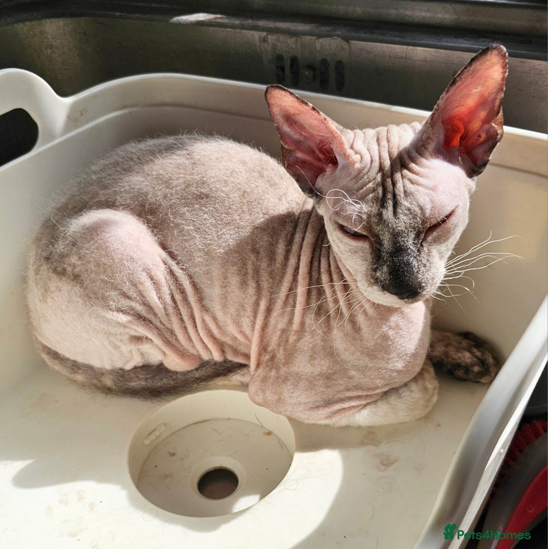 Siamese cats for sale: Beautiful Siamese x sphynx x kittens in Salisbury - Image 36
