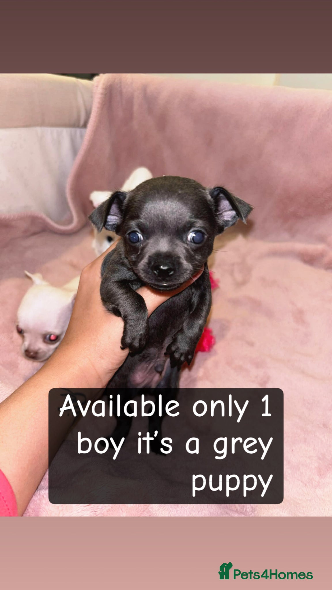 Chihuahua dogs Adorable Chihuahua 🐾🐶🐾🐶  - Advert 3