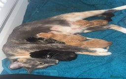 Mixed Breed cats for sale: Stunning mixed breed kittens  - Image 11