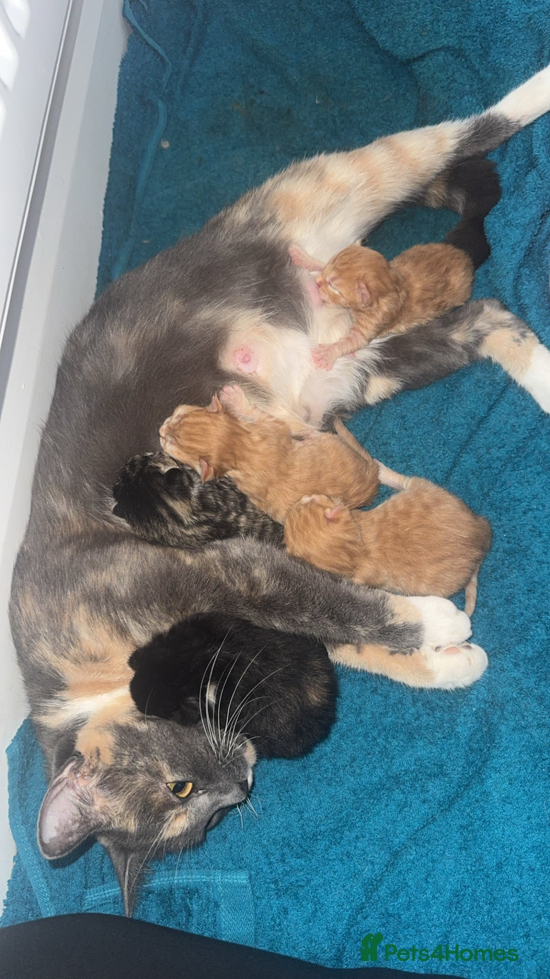 Mixed Breed cats for sale: Stunning mixed breed kittens  - Image 11