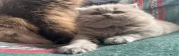 British Shorthair cats for sale: ✨ Stunning TICA Reg British shorthair Kittens - Advert 10