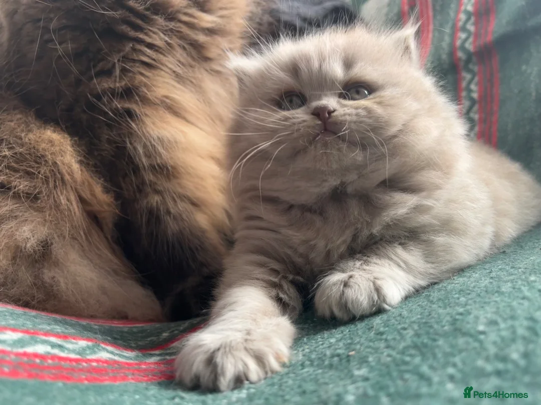 British Shorthair cats for sale: ✨ Stunning TICA Reg British shorthair Kittens - Advert 10