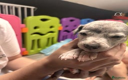 Whippet dogs for sale: Beautiful working whippets  - Image 6