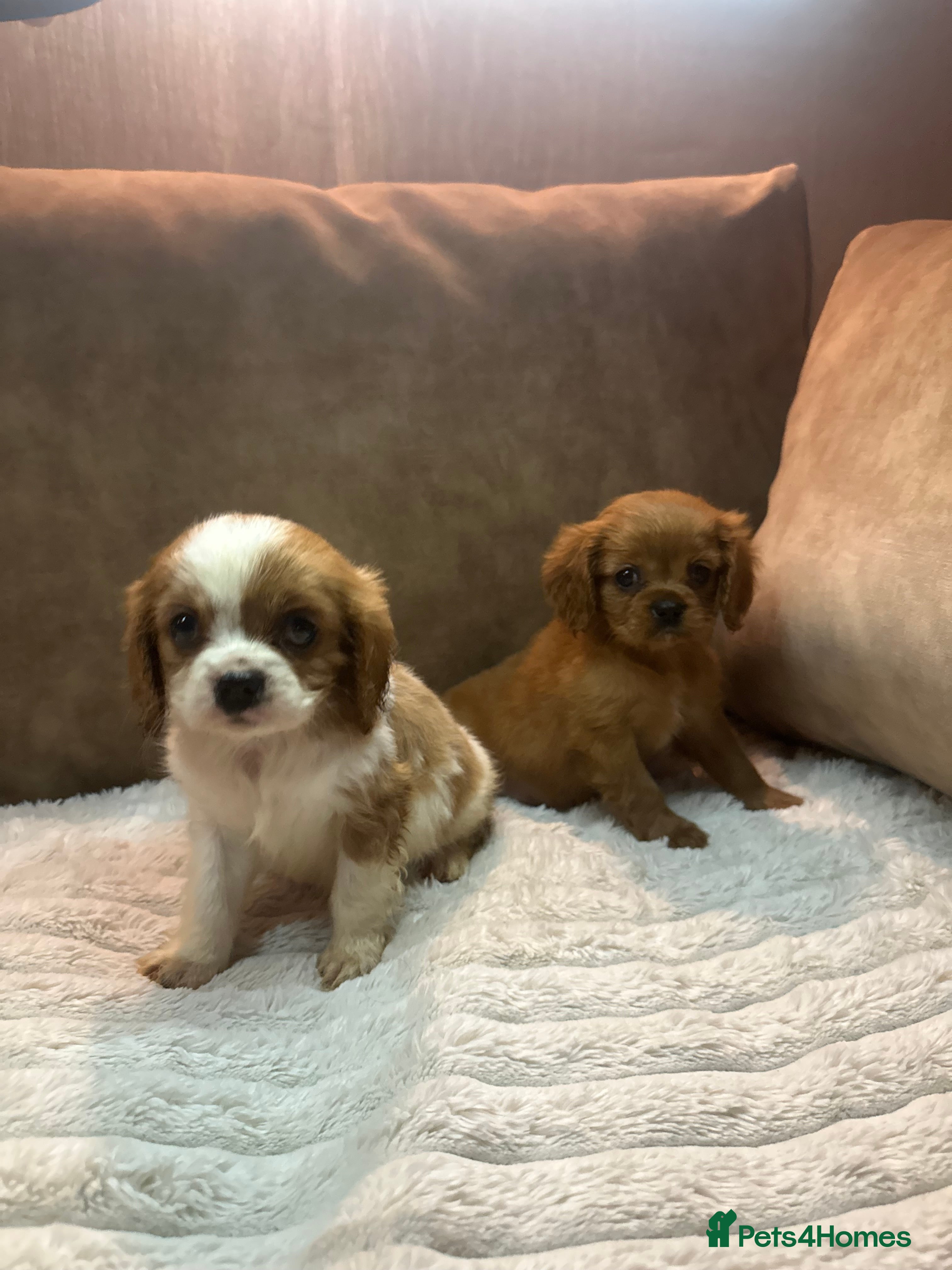 Cavalier King Charles Spaniel dogs Exceptional Cavalier Girls  - Advert 14
