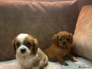 Cavalier King Charles Spaniel dogs Exceptional Cavalier Girls - Advert 14