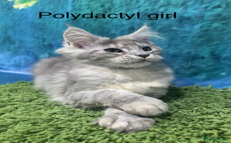 Maine Coon cats - Advert 8