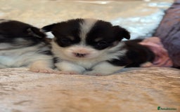 Welsh Corgi Pembroke dogs for sale: Pedigree, health tested parents, licensed breeder - Image 10