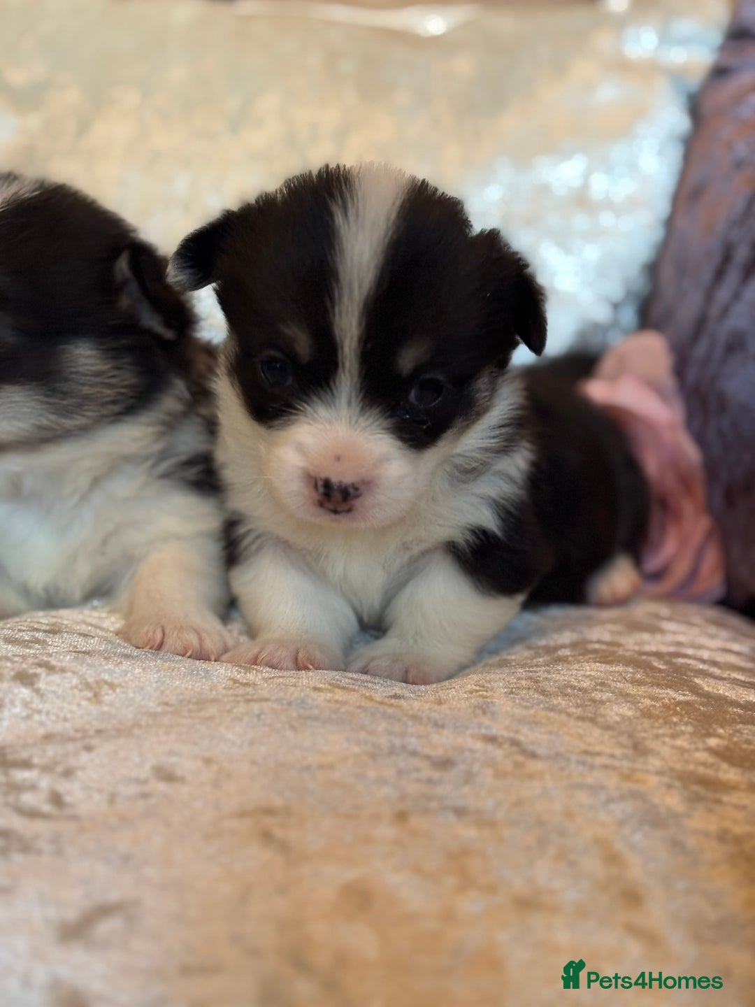 Welsh Corgi Pembroke dogs for sale: Pedigree, health tested parents, licensed breeder - Image 10