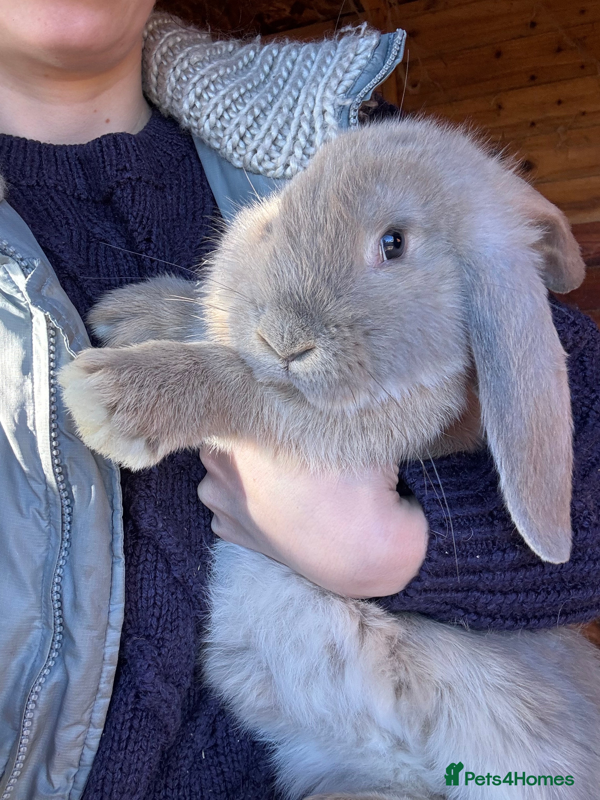 French Lop rabbits Ready Now 💛🤎🧡 French Lop Babies - Advert 8