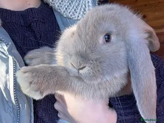 French Lop rabbits Ready Now 💛🤎🧡 French Lop Babies - Advert 8