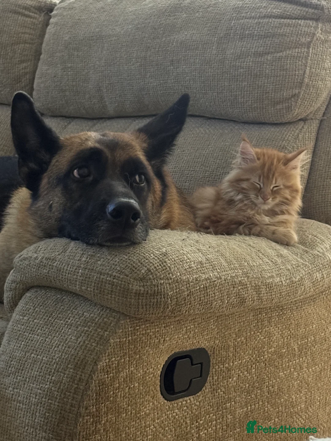 German Shepherd dogs for sale: Lula kc registered German shepherd  - Advert 12