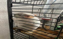 Chinchilla rodents for sale: Chinchillas for sale - Image 7