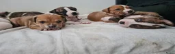 Alapaha Blue Blood Bulldog dogs for sale: Amazing bulldog puppies  in London - Advert 5