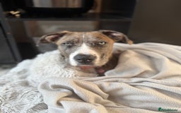 French Bulldog dogs for sale: Urgent: Kalli needs a forever home 🥺 - Image 2