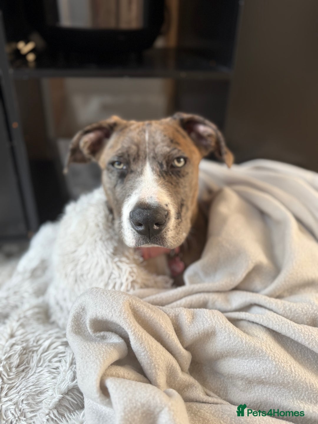 French Bulldog dogs for sale: Urgent: Kalli needs a forever home 🥺 - Image 2