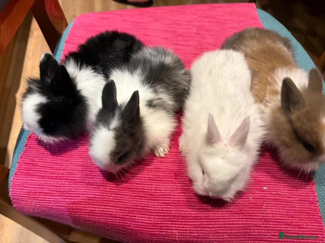 Lionhead rabbits for sale: URGENT URGENT NEED GONE ASAP BUNNIES 12 BUNNIES in Newark - Advert 2