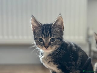 Maine Coon cats 🌟 5 Adorable Kittens Ready For 4ever Home🌟 - Advert 16