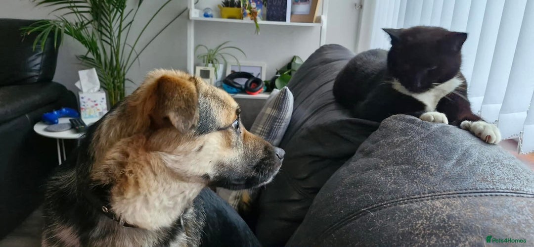 Mixed Breed dogs for adoption: Frances. Great Yarmouth Norfolk  - Advert 1