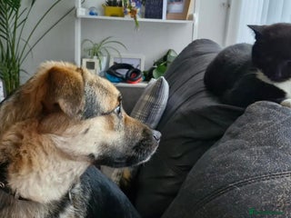 Mixed Breed dogs Frances. Great Yarmouth Norfolk - Advert 2