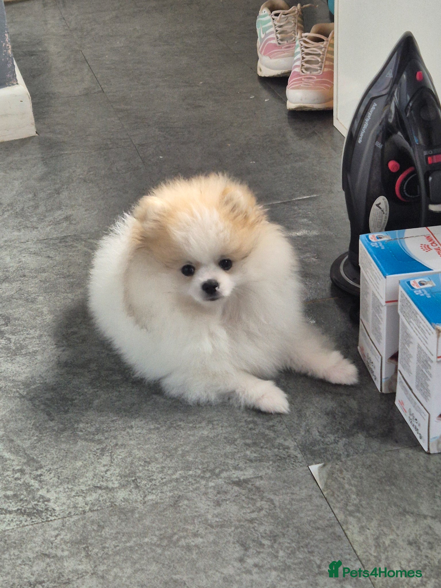 Pomeranian dogs Pomeranian  - Advert 1