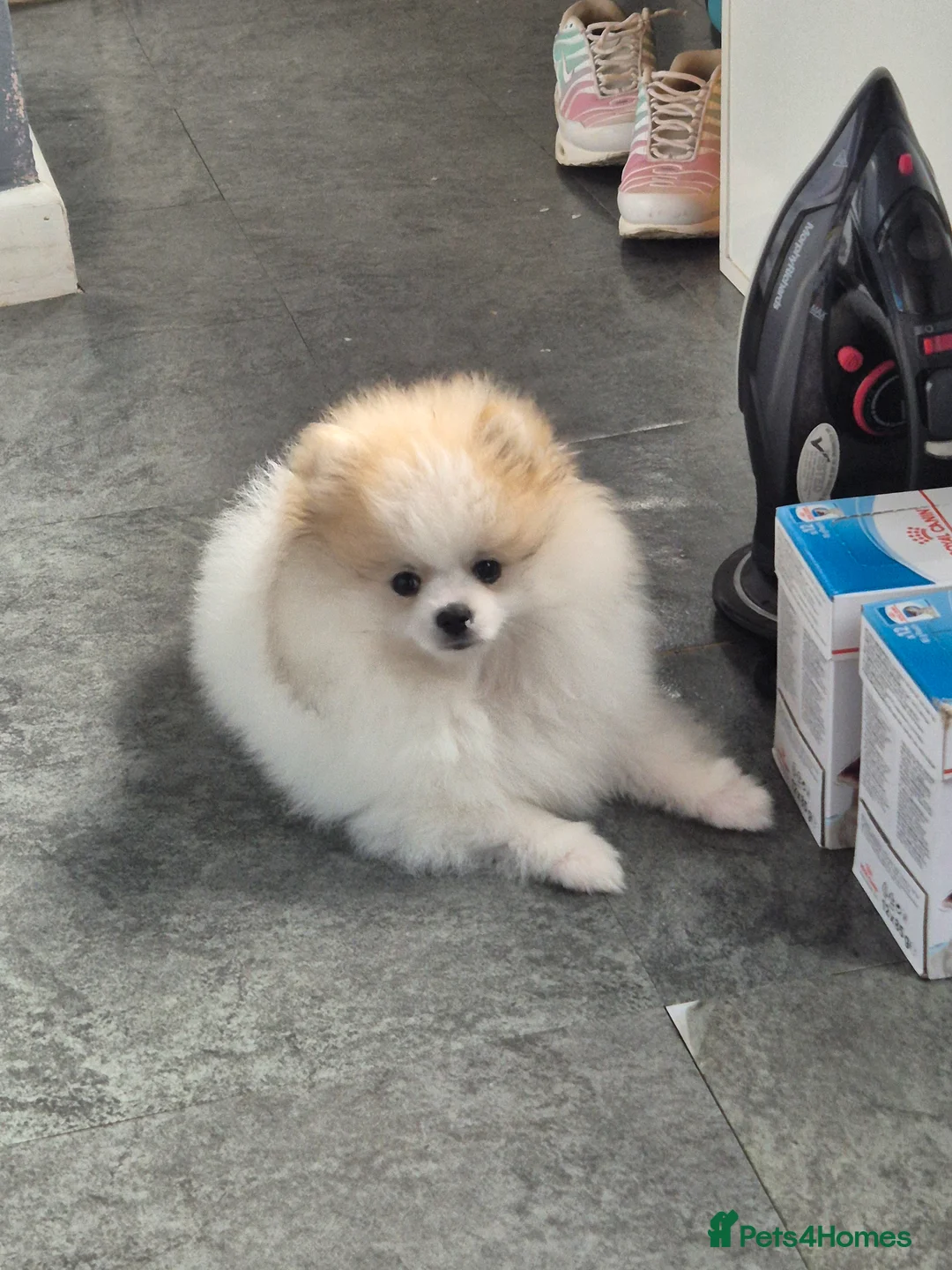 Pomeranian dogs for sale: Pomeranian  - Advert 1