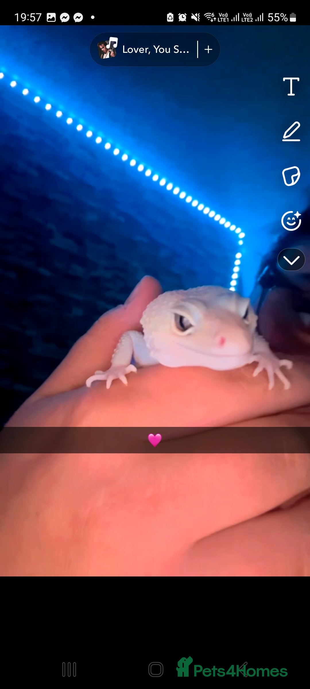 Leopard Gecko reptiles for sale: Beautiful Leopard Gecko - Image 7