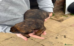 Mixed Breed dogs for sale: Outstanding quality litter of twelve pups - Image 19
