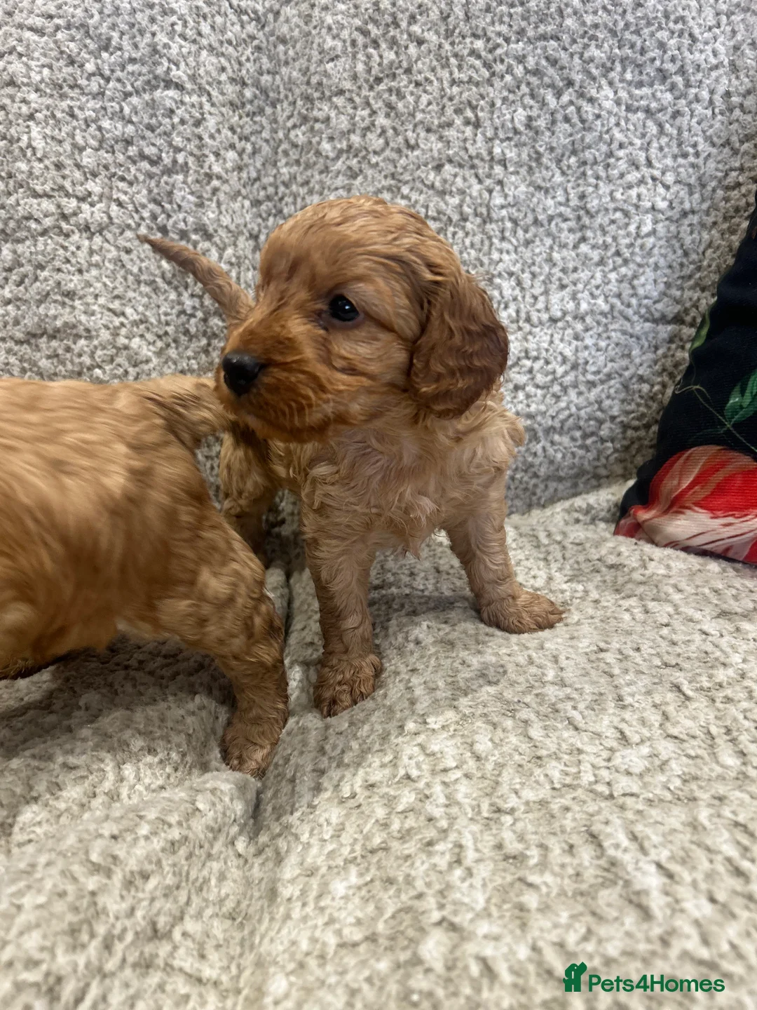 Cockapoo dogs for sale: Fully DNA health tested pups  - Advert 8