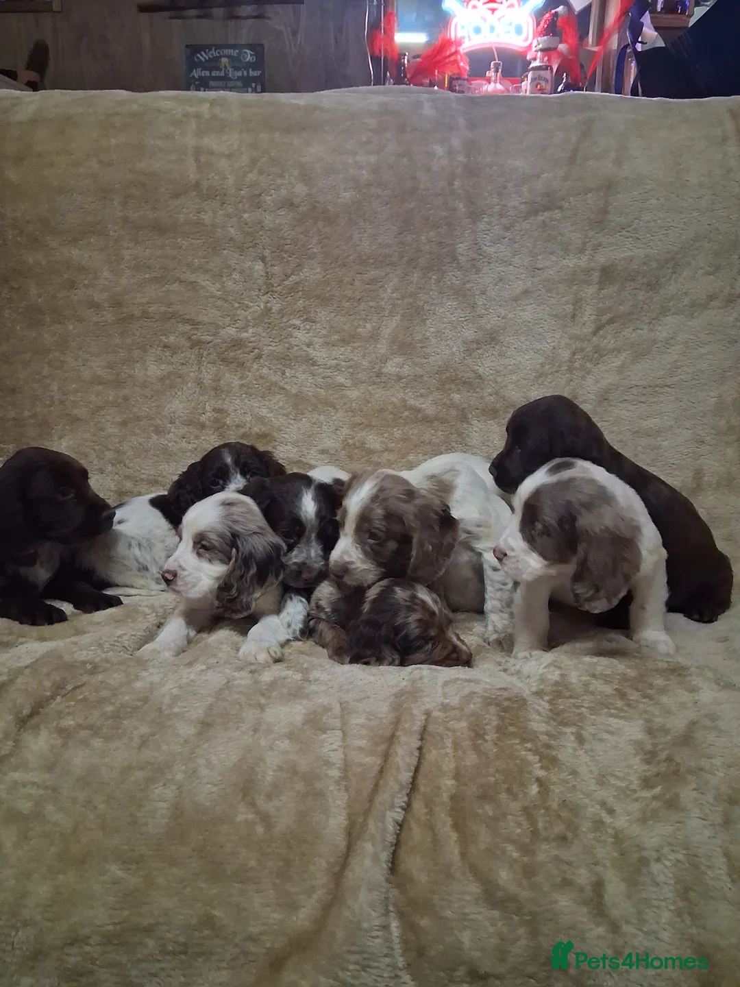 Cocker Spaniel dogs for sale: Cocker spaniel puppies - Advert 15