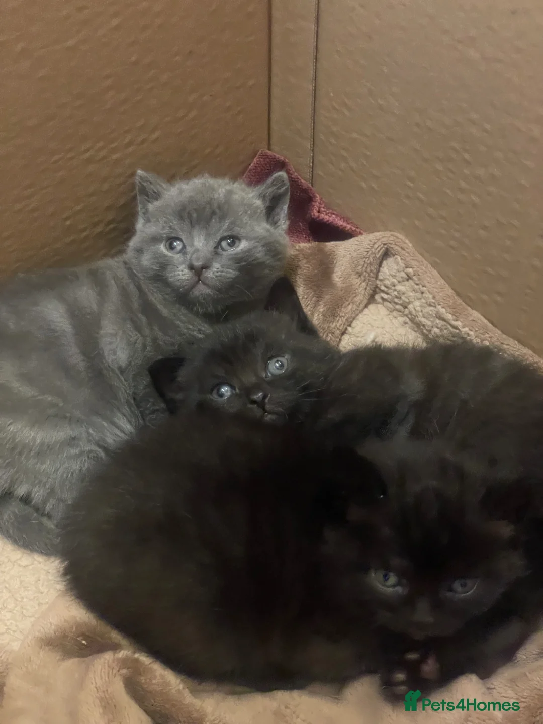 Russian Blue cats for sale: Beautiful Russian blue British shorthair cross  in Godalming - Advert 27