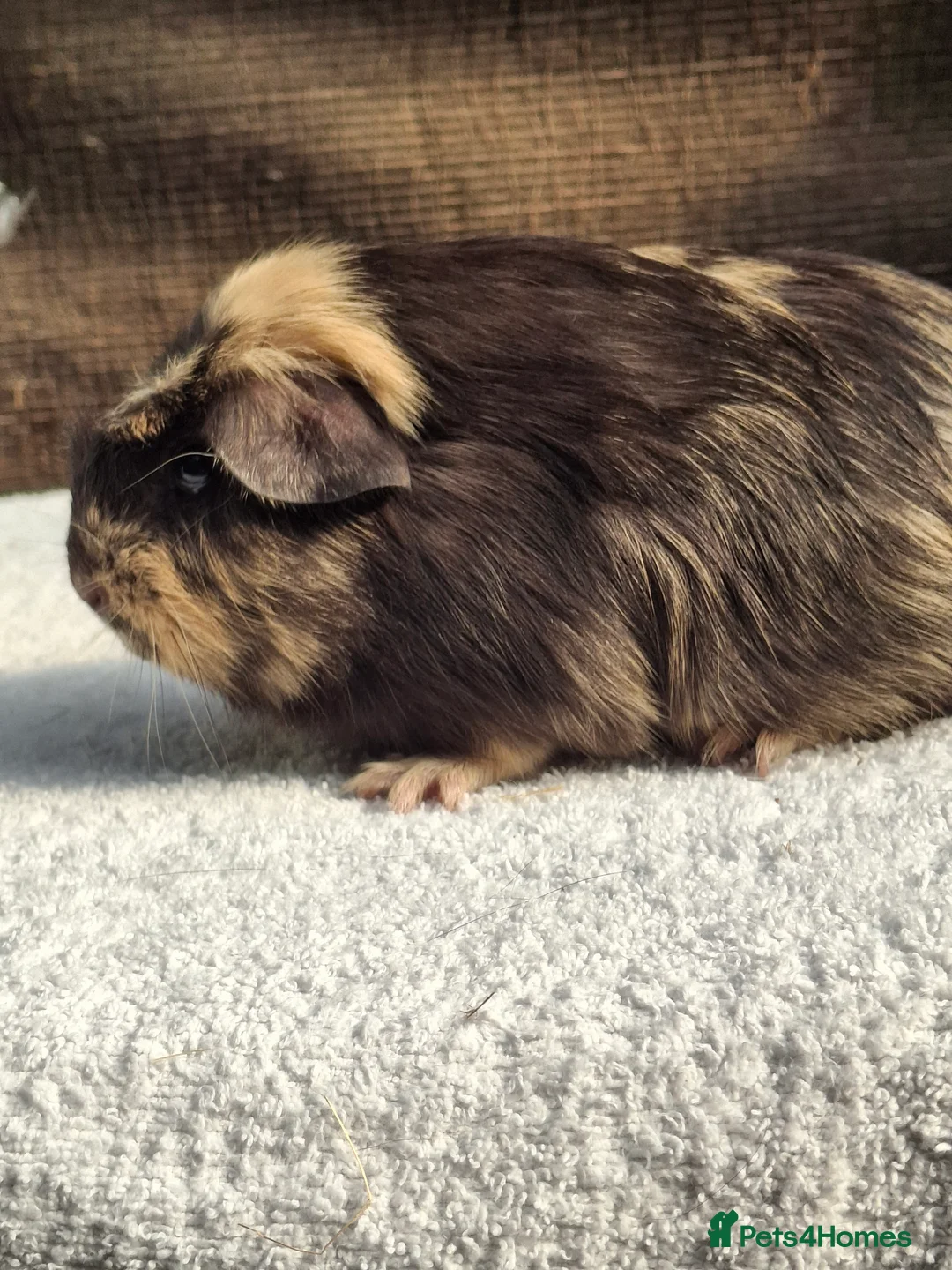 Guinea Pig rodents for sale: Baby Male Guineapigs  - Advert 12