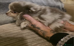 Pomeranian dogs for sale: Rare miniature Teddy face pomeranian puppies  - Image 30